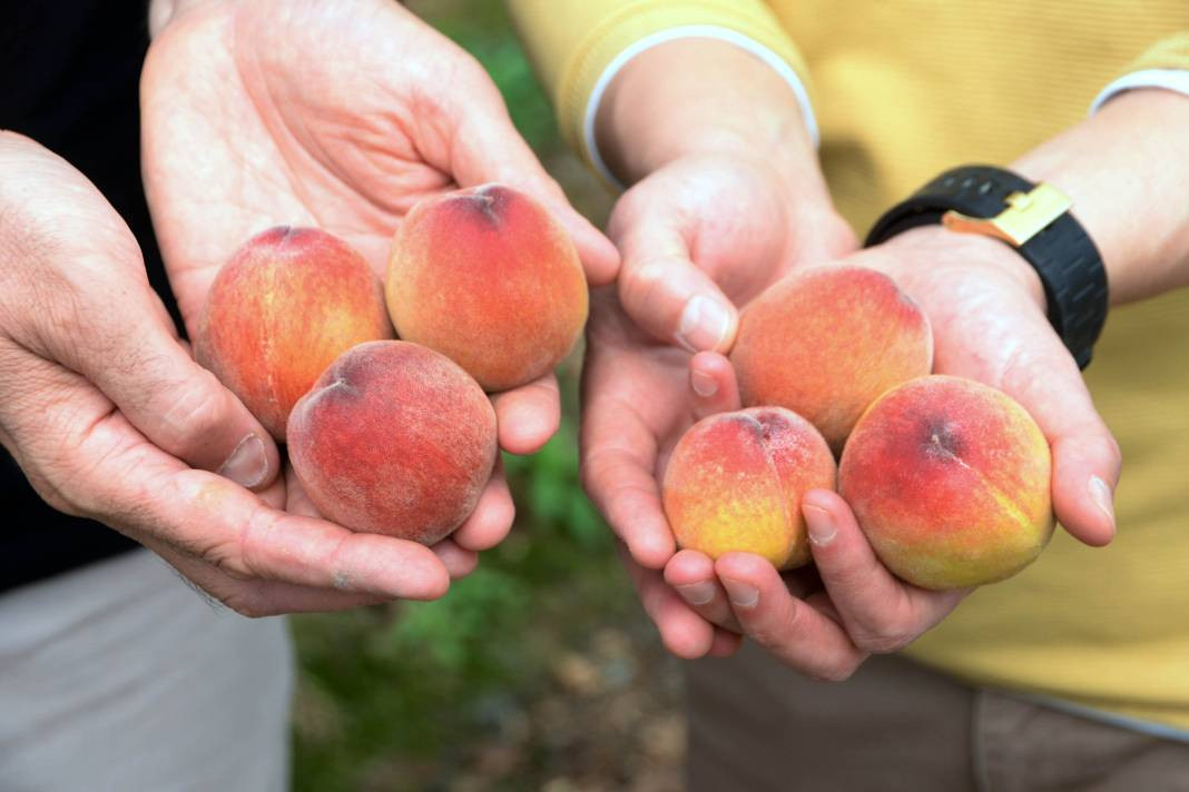 Kilosu 300 liradan ihraç ediliyor. Hadi Bismillah hasat dönemi başladı - Resim: 3